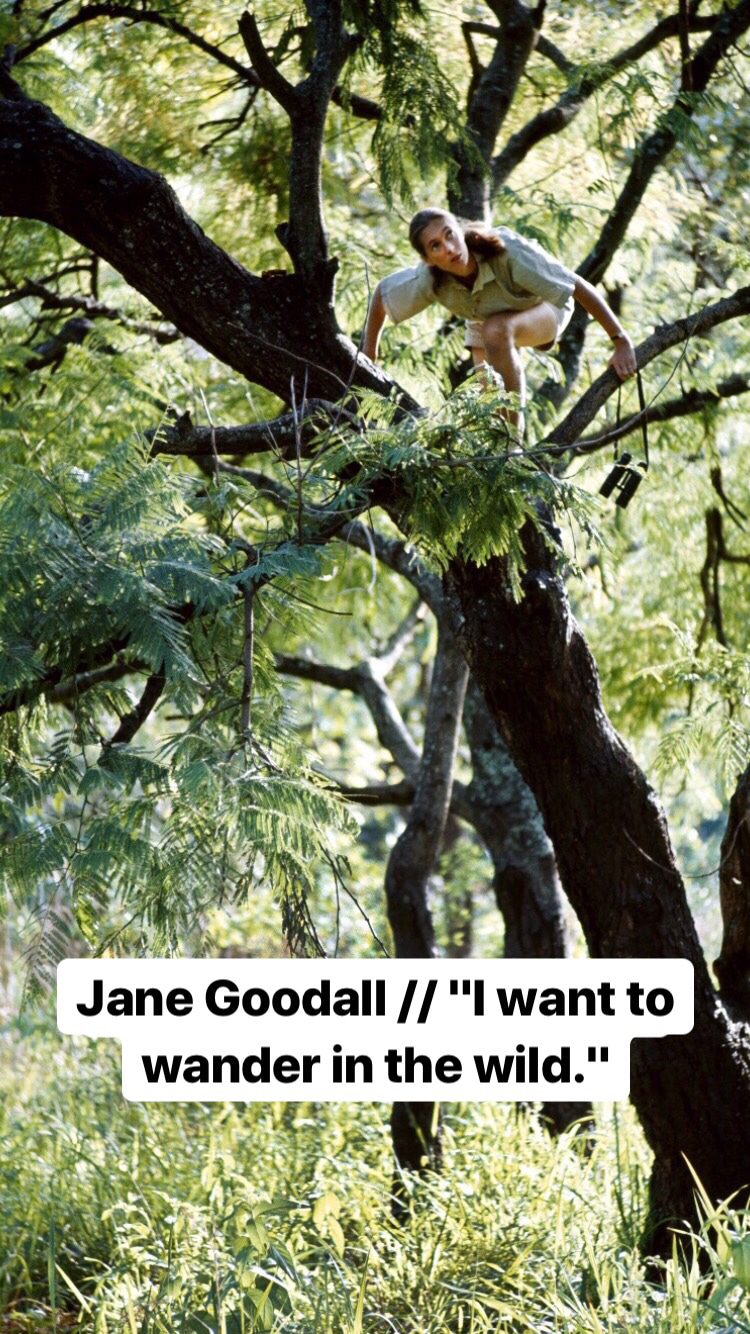 Photo of Jane Goodall