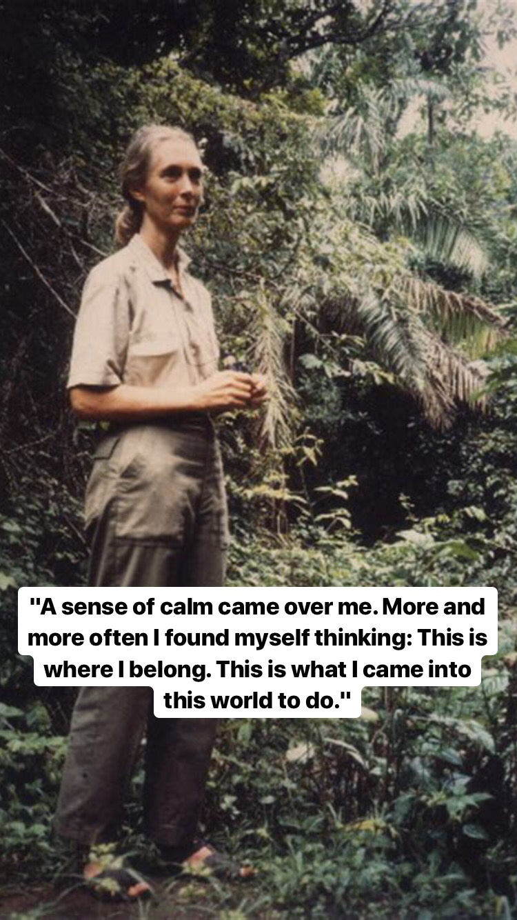Photo of Jane Goodall