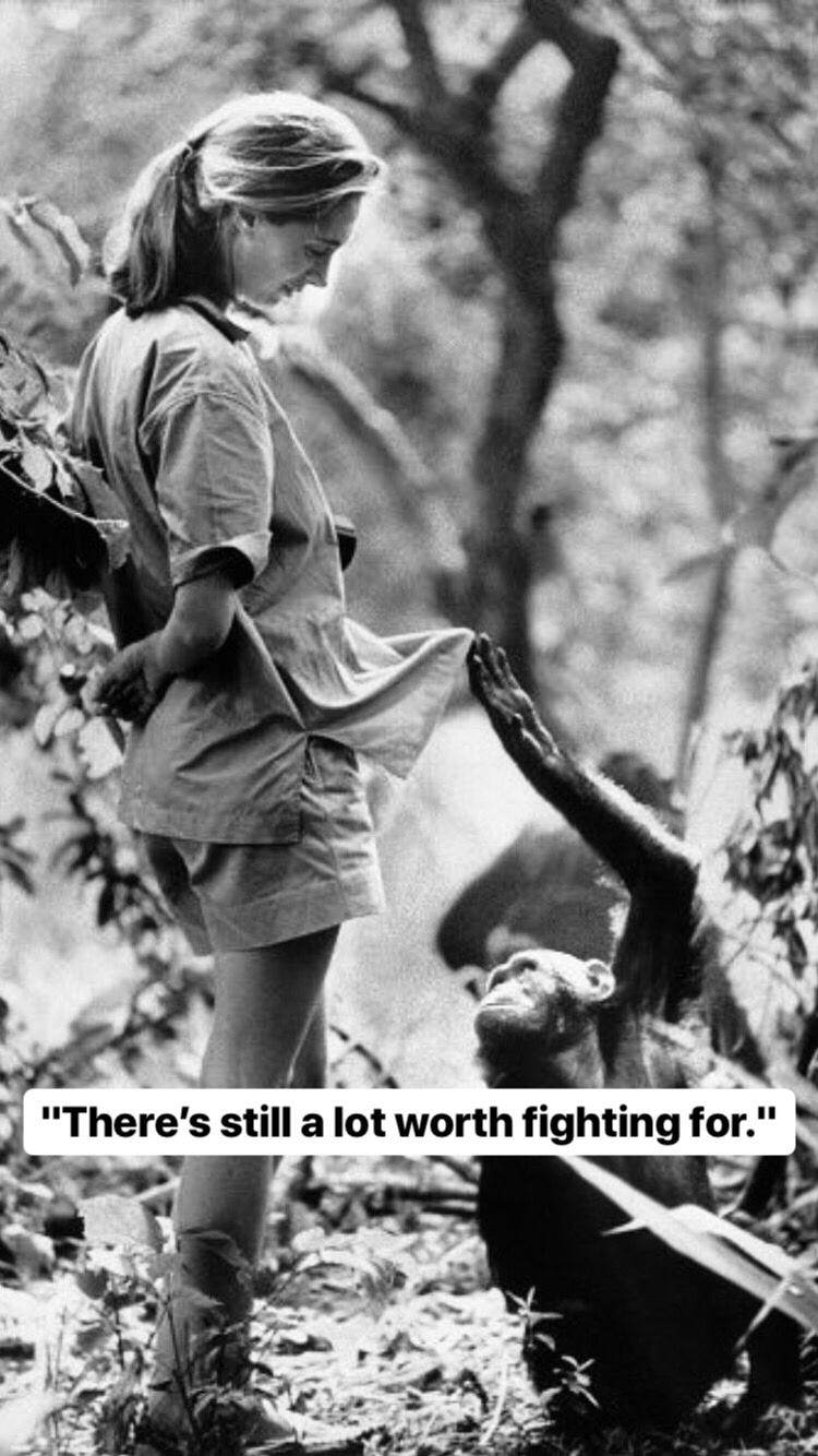 Photo of Jane Goodall