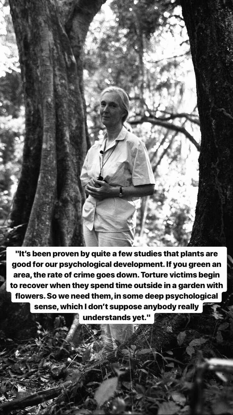 Photo of Jane Goodall