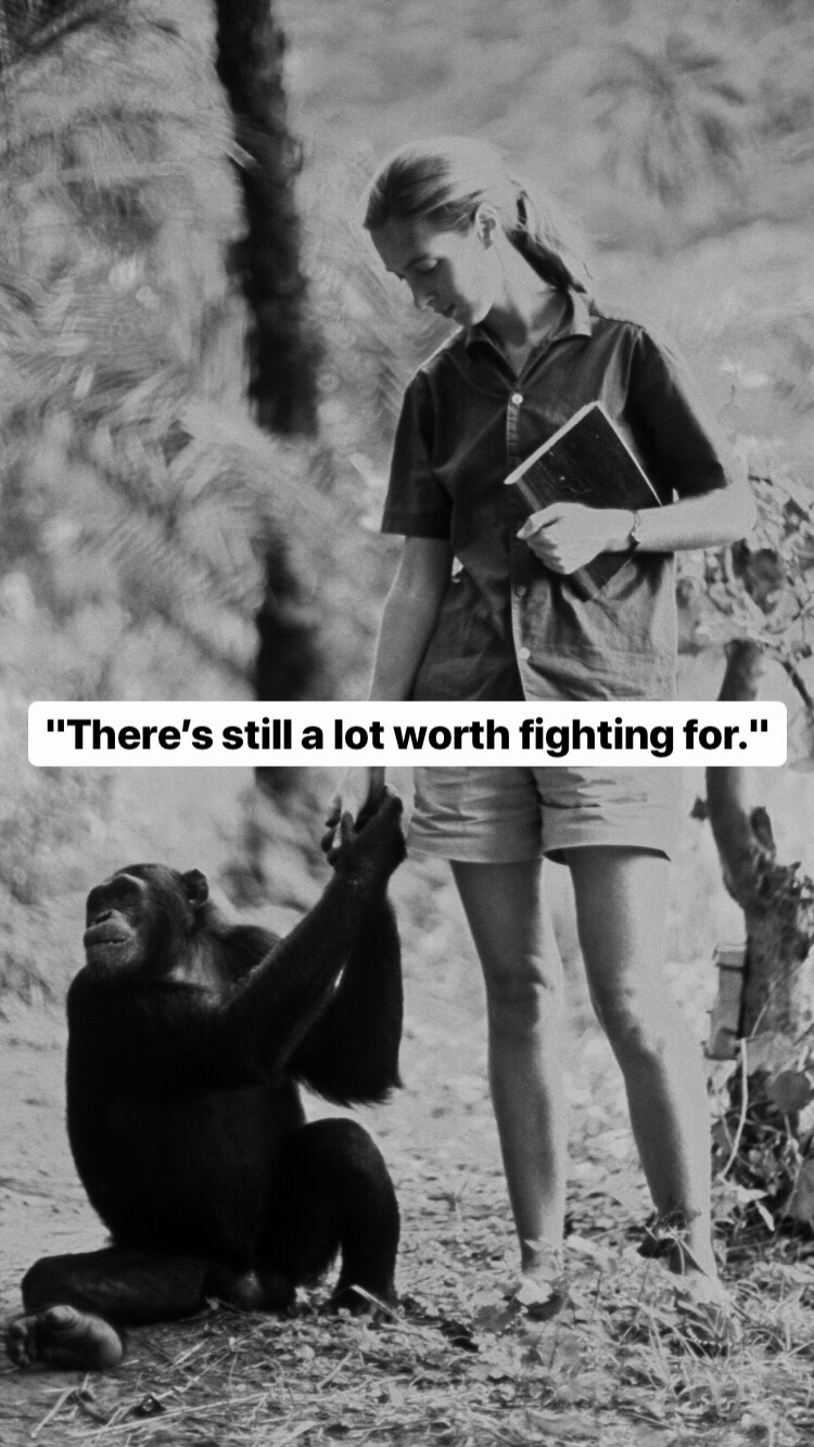 Photo of Jane Goodall