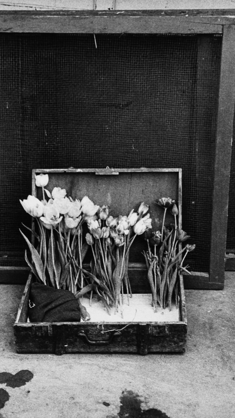 Photo of Robert Frank