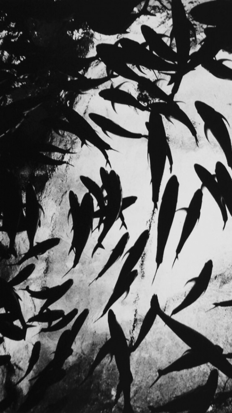 Photo of Daido Moriyama