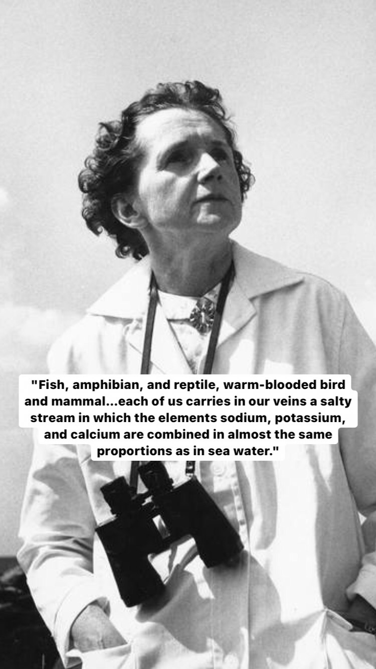 Photo of Rachel Carson