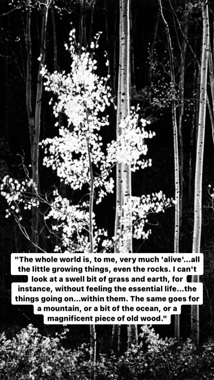 Photo of Ansel Adams